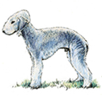 Bedlington Terrier - Click Image to Close